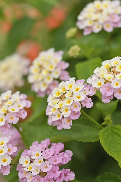 486163 - West Indian lantana (Lantana camara 'Fabiola')