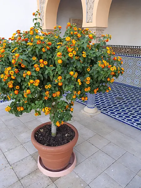 429031 - West Indian lantana (Lantana camara) in an oriental garden, Erholungspark Marzahn, Berlin, Germany