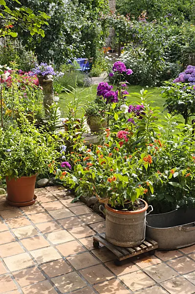 474354 - West Indian lantana (Lantana camara) on a terrace