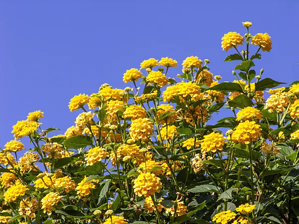 442018 - West Indian lantana (Lantana camara 'Yellow King')