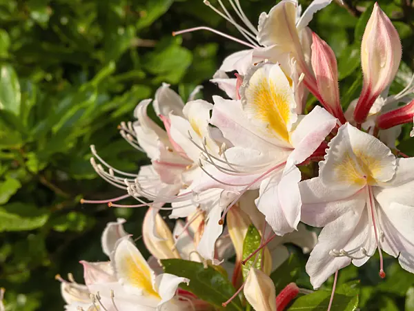 460161 - Western azalea (Rhododendron occidentale)