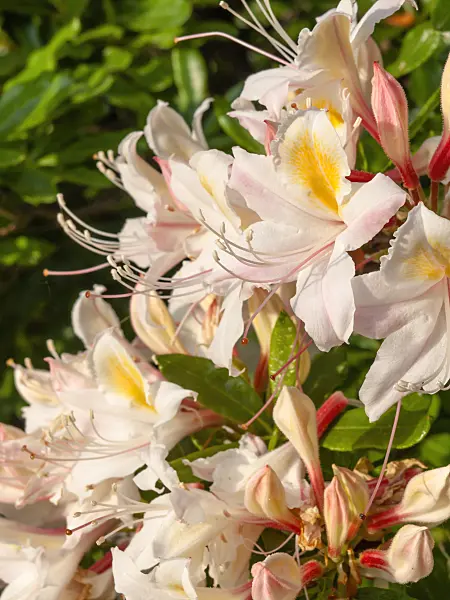 460162 - Western azalea (Rhododendron occidentale)