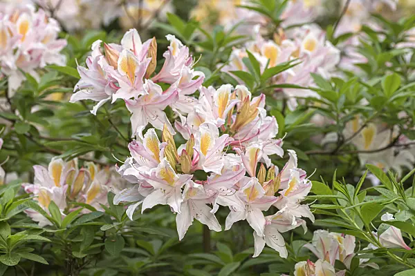 638249 - Western azalea (Rhododendron occidentale 'Irene Koster')