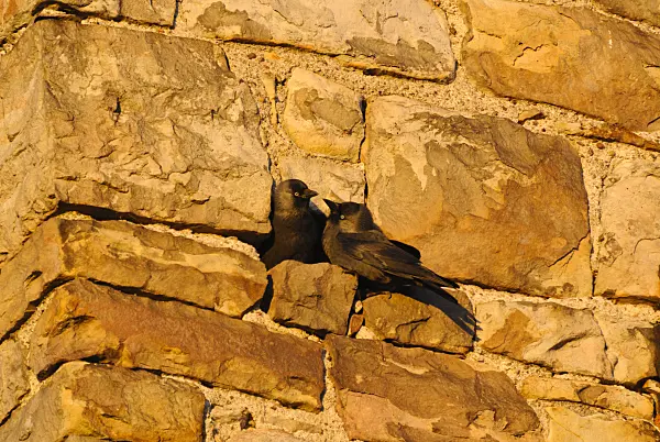 526053 - Western jackdaw (Corvus monedula)