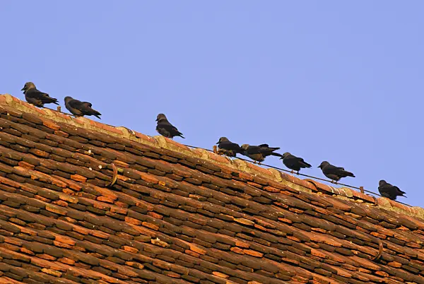 526051 - Western jackdaw (Corvus monedula) and western jackdaws (Corvus monedula) stand in line on the ridge of a roof with red roof tiles (roof shingles) in front of blue sky