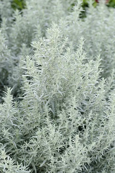 476224 - Western mugwort (Artemisia ludoviciana 'Silver Queen')