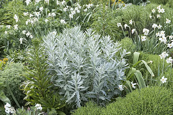 651081 - Western mugwort (Artemisia ludoviciana 'Valerie Finnis')
