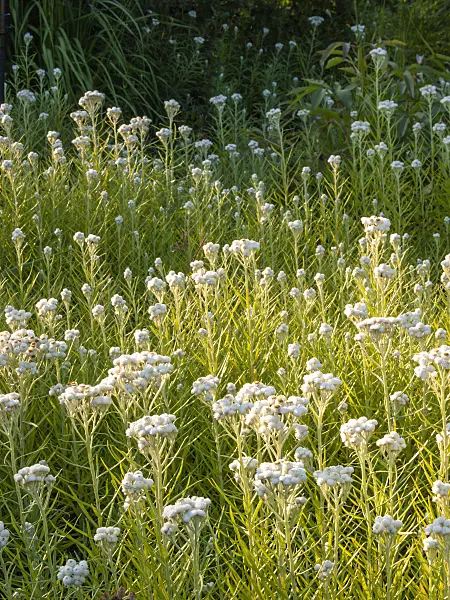 415059 - Western pearly everlasting (Anaphalis margaritaceae)