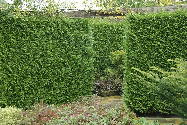 517279 - Western red cedar (Thuja plicata 'Gelderland')