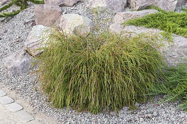 638364 - Western red cedar (Thuja plicata 'Whipcord')