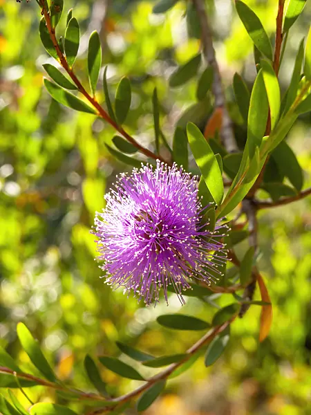 428224 - Western tea myrtle (Melaleuca nesophila)