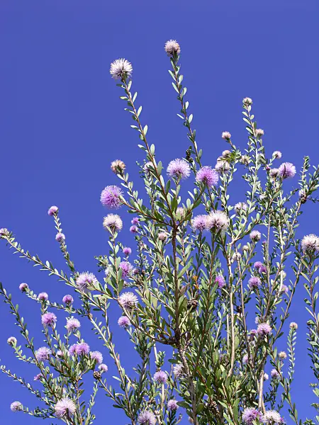 439237 - Western tea myrtle (Melaleuca nesophila)