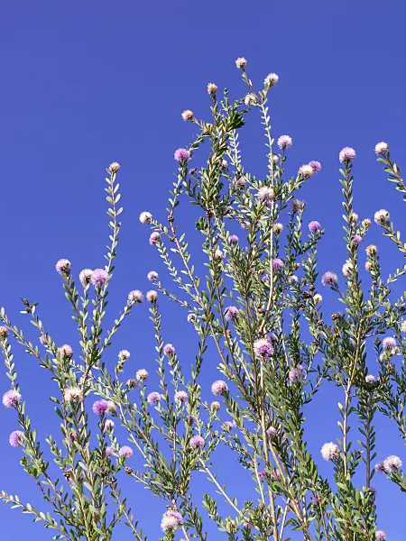 439238 - Western tea myrtle (Melaleuca nesophila)