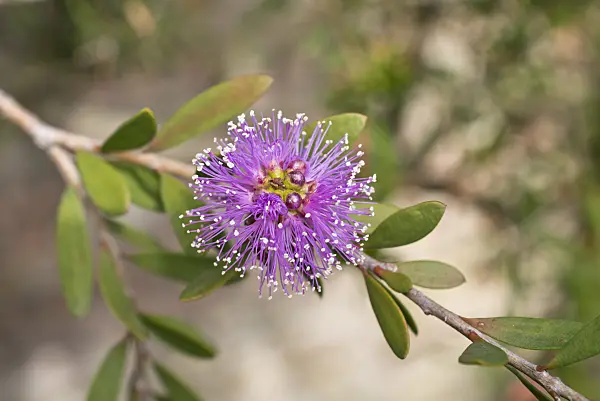548139 - Western tea myrtle (Melaleuca nesophila)