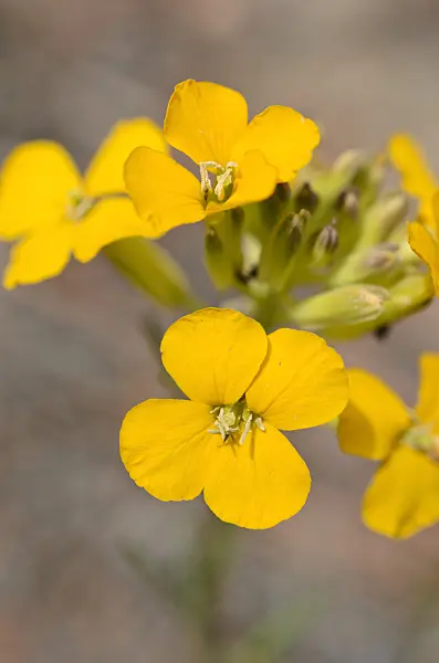508353 - Western wallflower (Erysimum asperum)