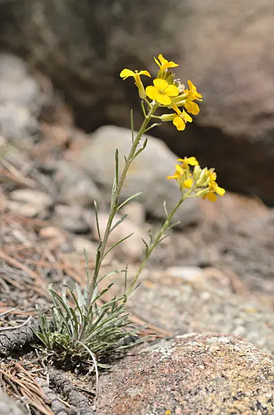 508354 - Western wallflower (Erysimum asperum)