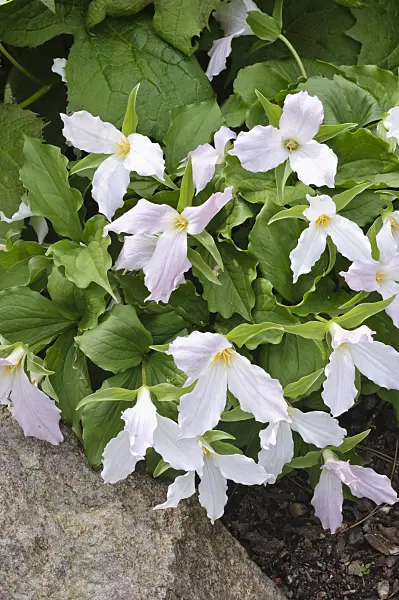472108 - Western white trillium (Trillium ovatum)