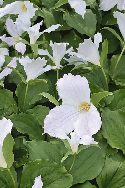 472109 - Western white trillium (Trillium ovatum)
