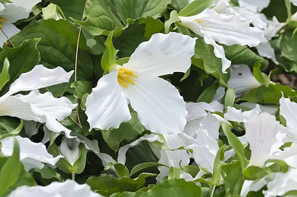 472110 - Western white trillium (Trillium ovatum)
