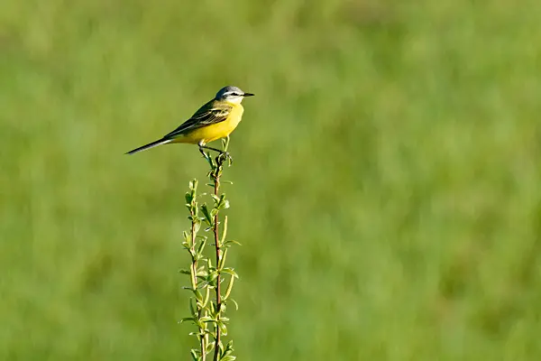 555090 - Western yellow wagtail (Motacilla flava) balances on a thin branch