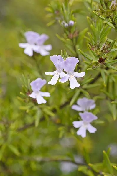 508492 - Westringia Wynyabbie Gem