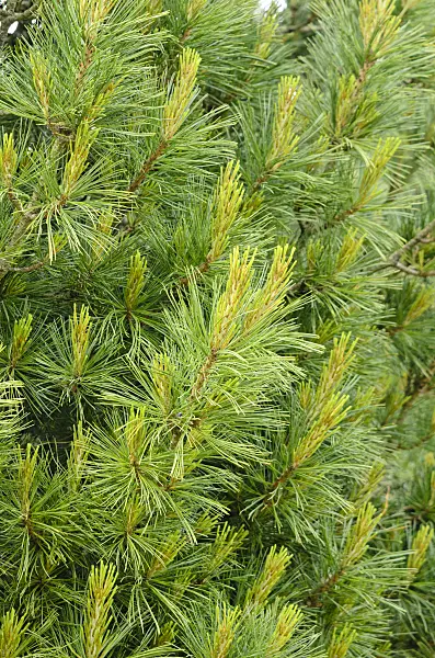 533391 - Weymouth-Kiefer (Pinus strobus 'Densa')