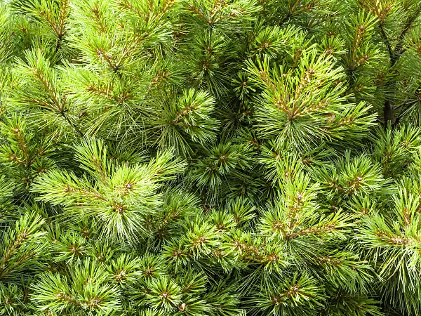 439204 - Weymouth pine (Pinus strobus)
