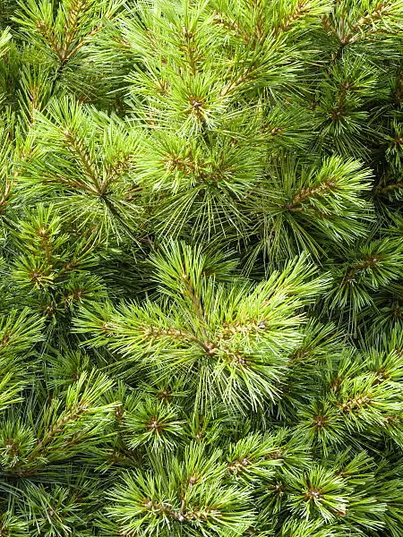 439205 - Weymouth pine (Pinus strobus)