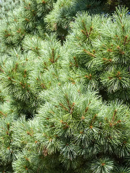 441158 - Weymouth pine (Pinus strobus 'Nana')