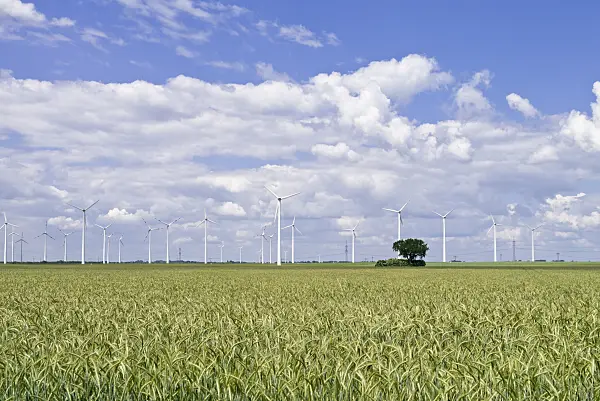 534231 - Wheat field with wind turbines, Brandenburg, Germany