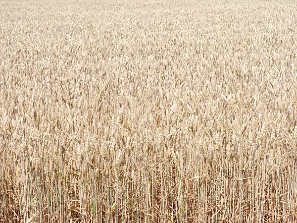 486251 - Wheat (Triticum aestivum)