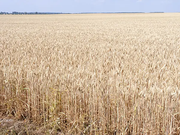 486252 - Wheat (Triticum aestivum)