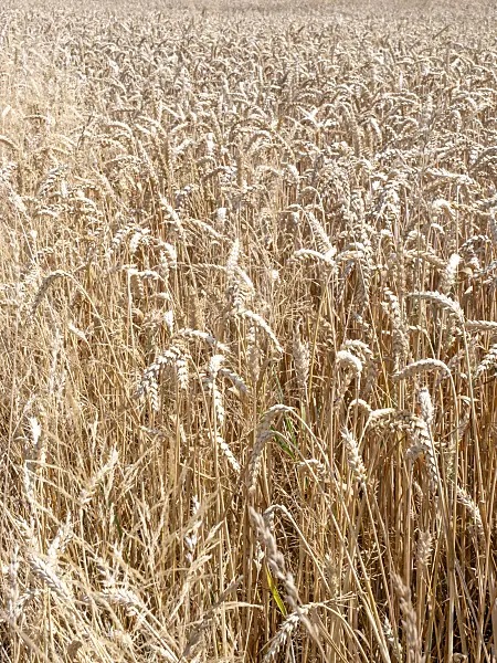 486254 - Wheat (Triticum aestivum)