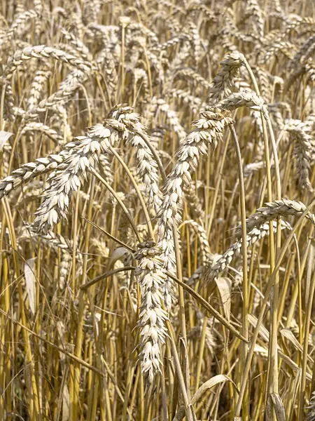 487191 - Wheat (Triticum aestivum)