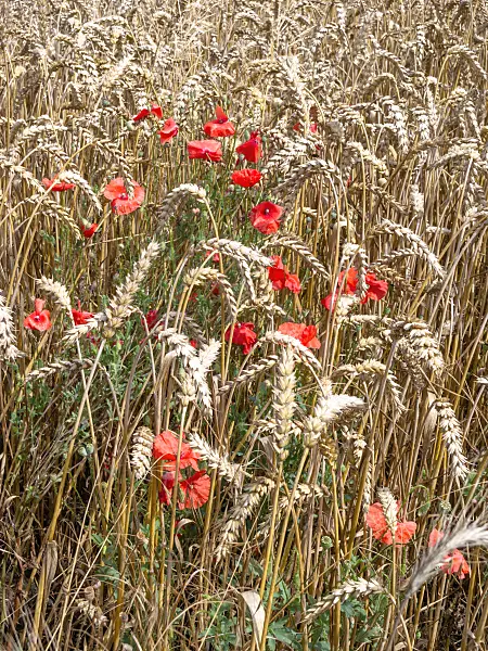 487192 - Wheat (Triticum aestivum) and corn poppy (Papaver rhoeas)