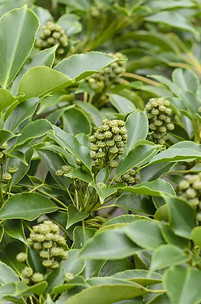 523118 - Wheel tree (Trochodendron aralioides)