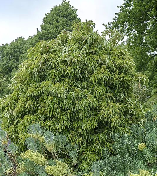 547310 - Wheel tree (Trochodendron aralioides)