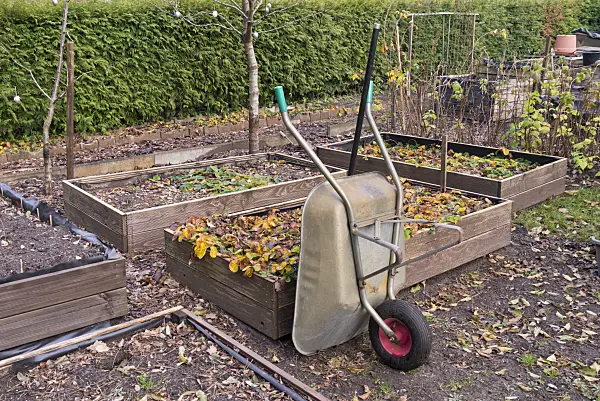576027 - Wheelbarrow set up in front of several low raised beds with wooden boarding in the autumn allotment garden