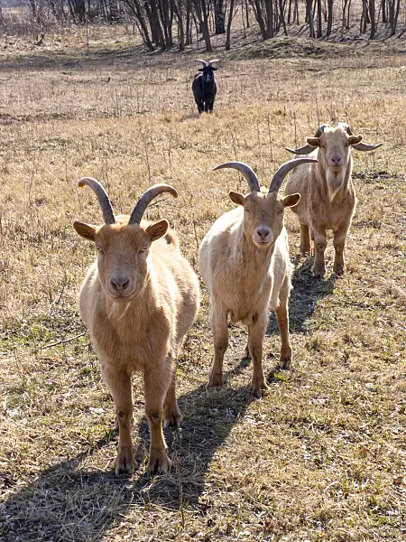 436103 - White and black domestic goats (Capra aegagrus hircus) waiting for food