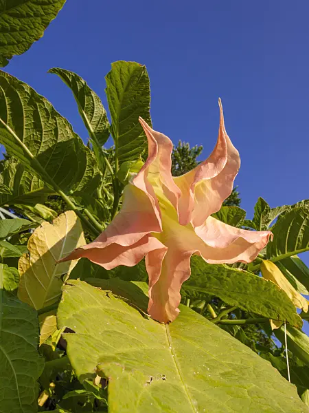 402224 - White angel's trumpet (Brugmansia suaveolens)