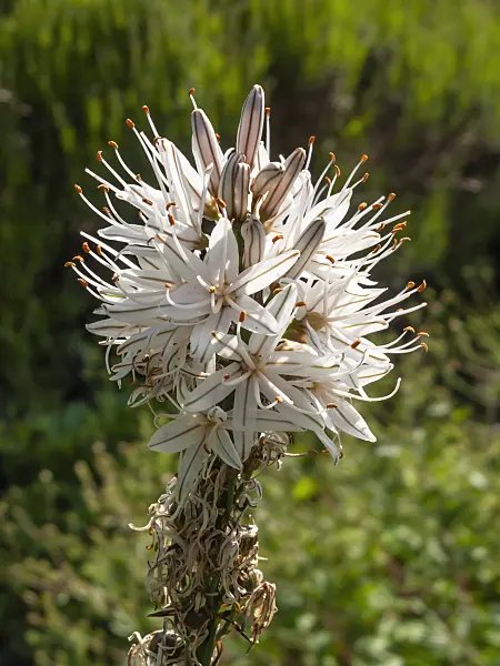 414002 - White asphodel (Asphodelus albus)