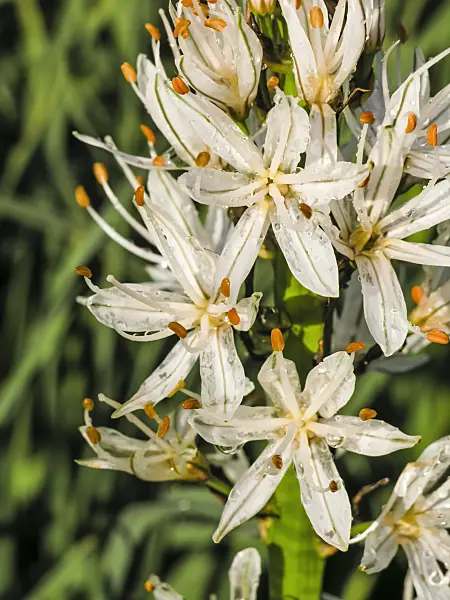425021 - White asphodel (Asphodelus albus)