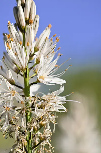 520362 - White asphodel (Asphodelus albus)