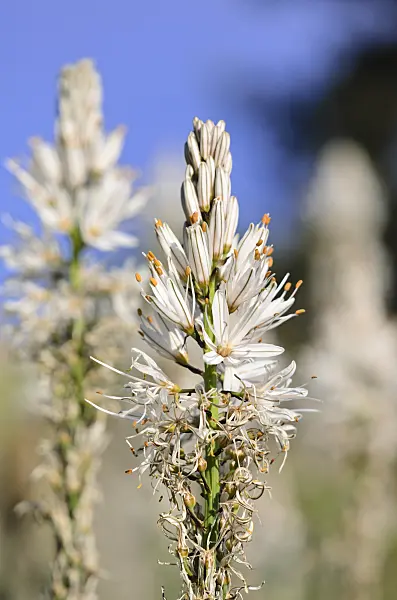 520363 - White asphodel (Asphodelus albus)