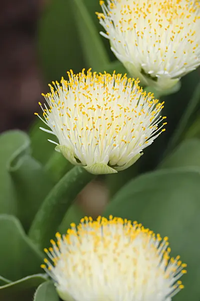 476277 - White blood lily (Haemanthus albiflos)