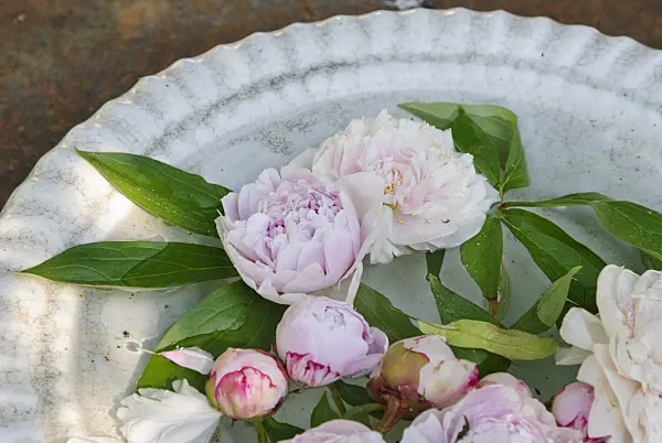 475268 - White bowl with peony blossoms