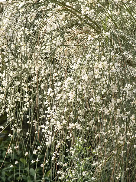 434021 - White broom (Retama monosperma)