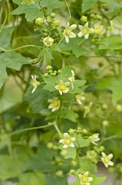 521494 - White bryony (Bryonia dioica syn. Bryonia cretica)