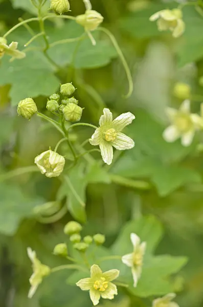 521495 - White bryony (Bryonia dioica syn. Bryonia cretica)