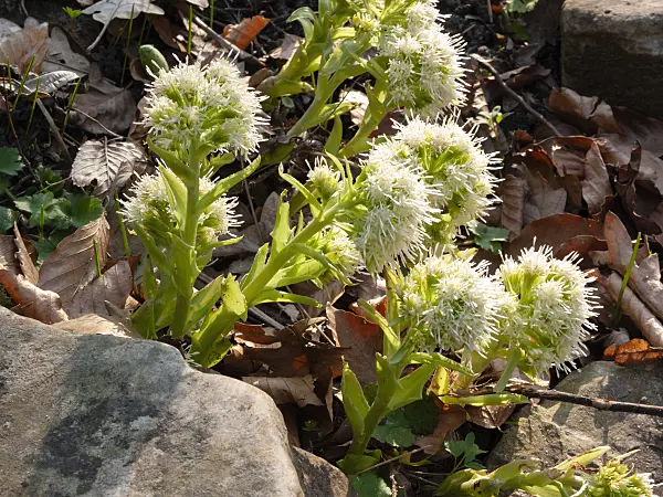 400004 - White butterbur (Petasites albus)